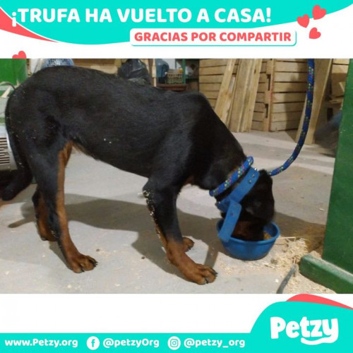 Foto de mascota Trufa