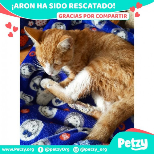 Foto de mascota Aron