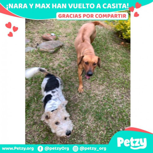 Foto de mascota Nara Y Max