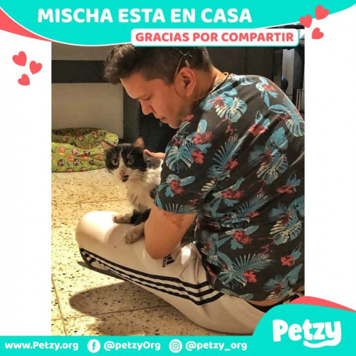 Foto de mascota Mischa