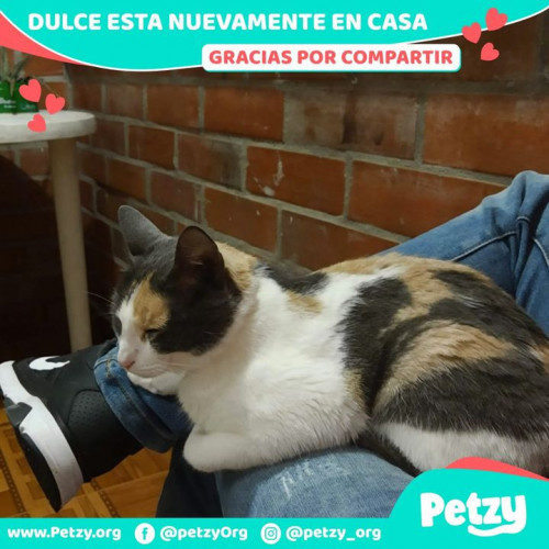 Foto de mascota Dulce