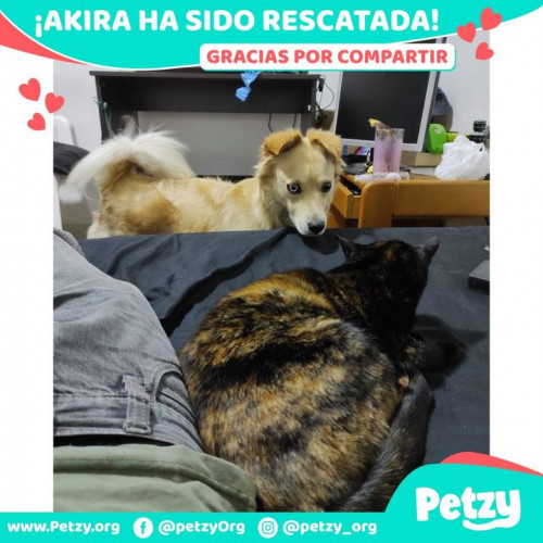 Foto de mascota Akira