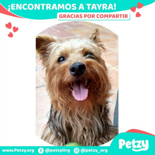 Foto de mascota Tayra