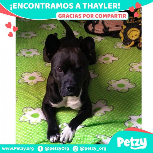 Foto de mascota Thayler