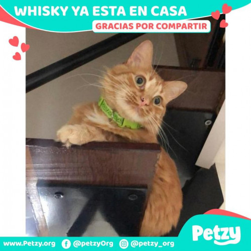 Foto de mascota Whisky