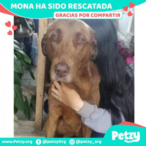 Foto de mascota Mona