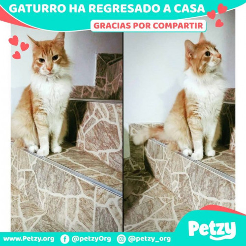 Foto de mascota Gaturro