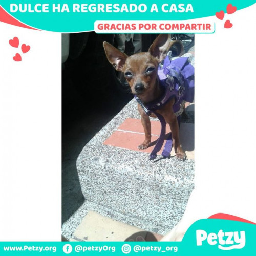Foto de mascota Dulce
