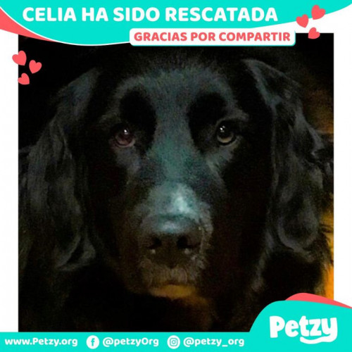 Foto de mascota Celia