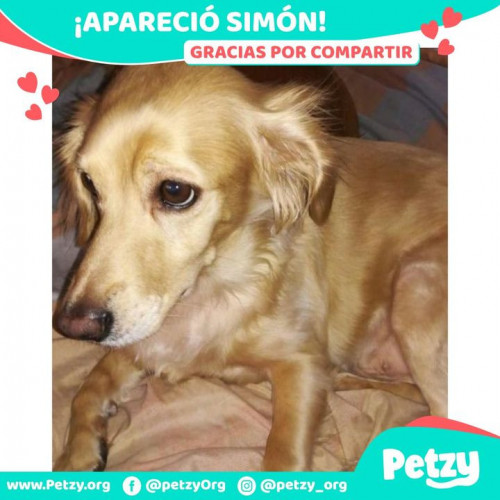 Foto de mascota Simón