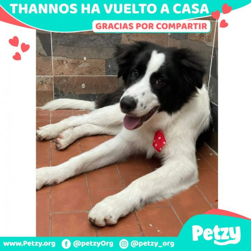 Foto de mascota Thannos