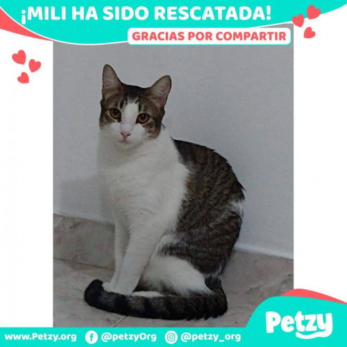 Foto de mascota Mili