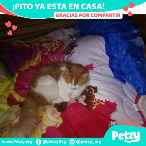 Foto de mascota Fito