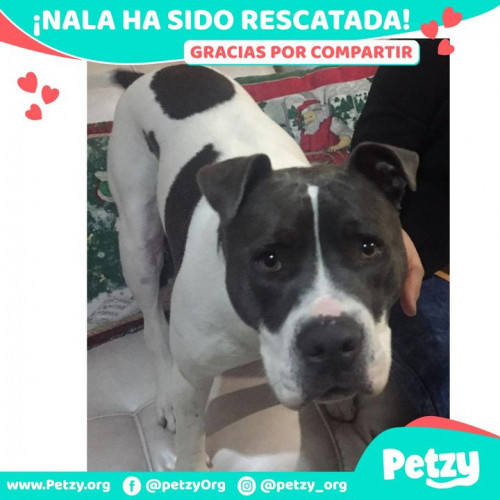 Foto de mascota Nala