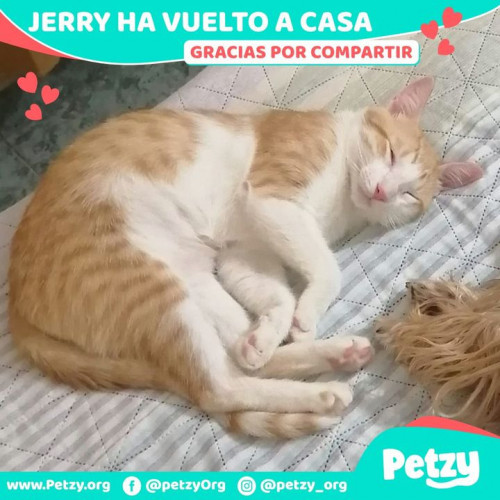 Foto de mascota Jerry