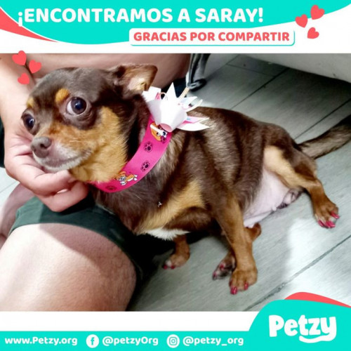 Foto de mascota Saray