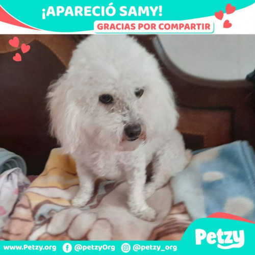 Foto de mascota Samy