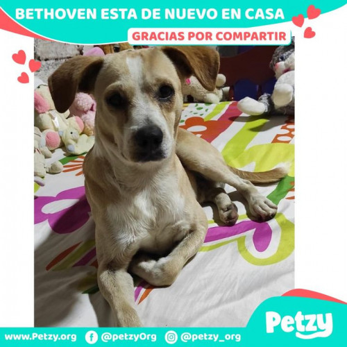 Foto de mascota Bethoven