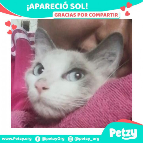 Foto de mascota Sol