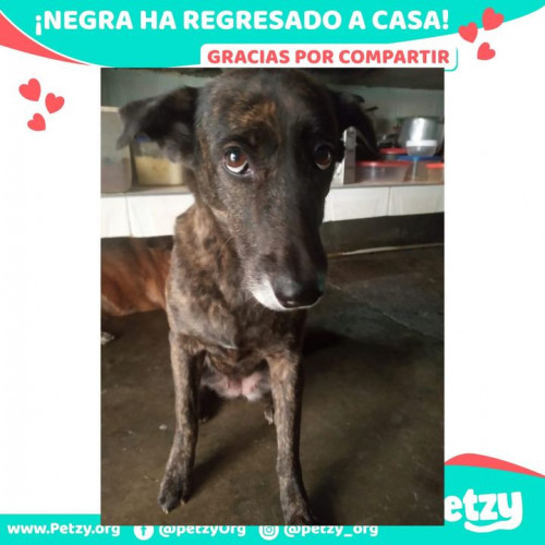 Foto de mascota Negra