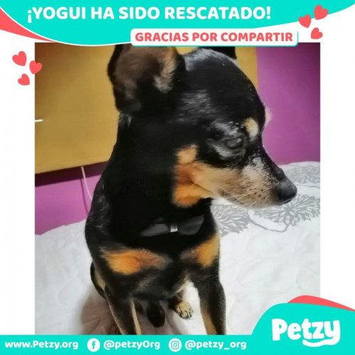 Foto de mascota Yogui