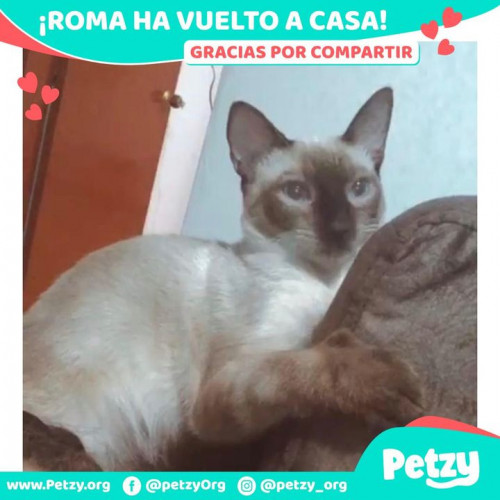 Foto de mascota Roma