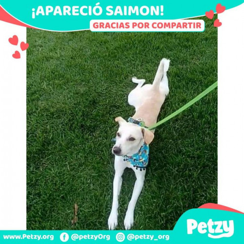 Foto de mascota Saimon