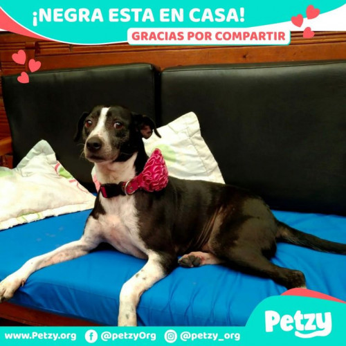 Foto de mascota Negra