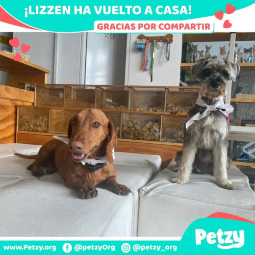 Foto de mascota Lizzen