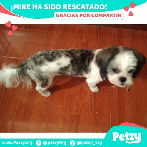 Foto de mascota Mike