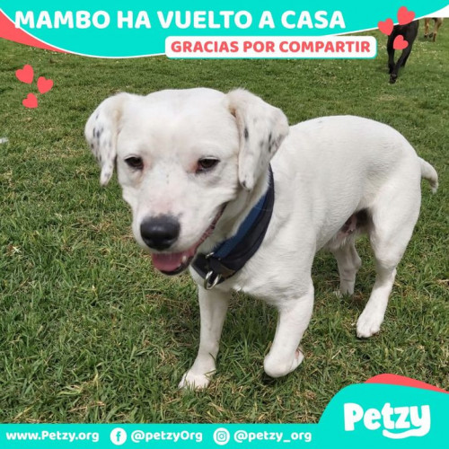 Foto de mascota Mambo