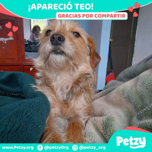 Foto de mascota Teo