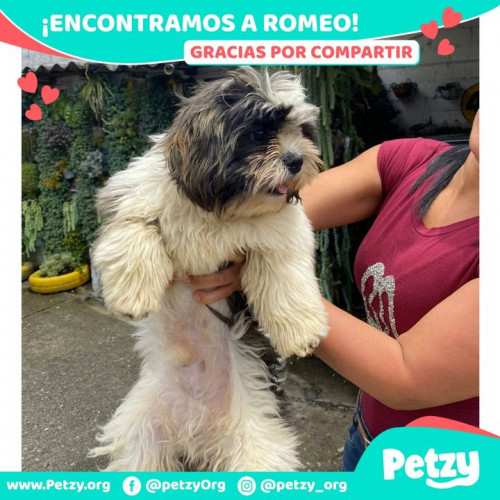 Foto de mascota Romeo