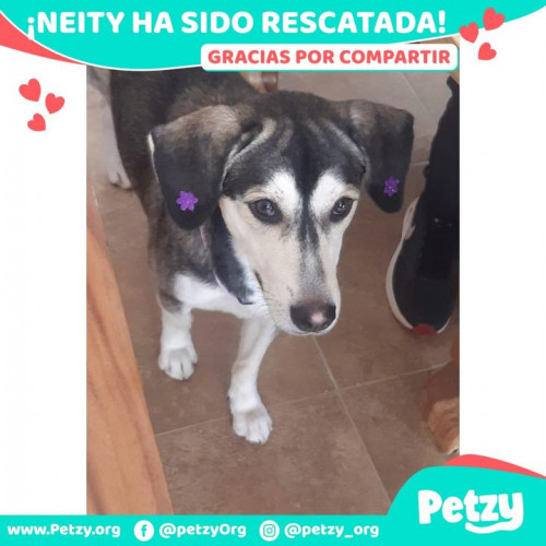 Foto de mascota Neity