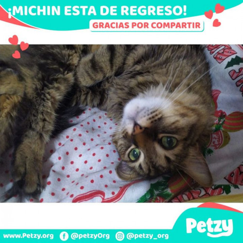 Foto de mascota Michin