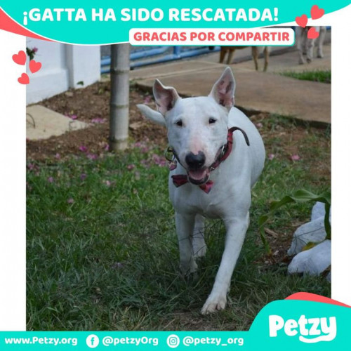 Foto de mascota Gatta