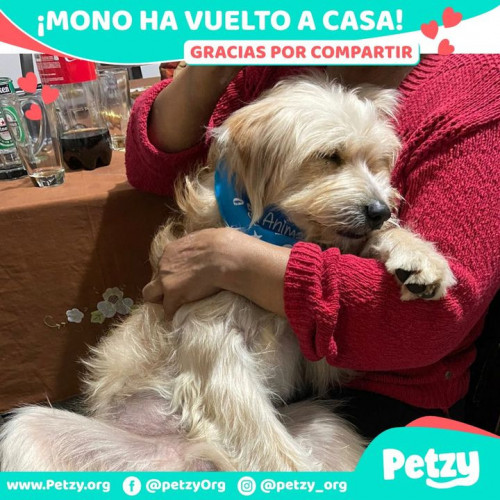 Foto de mascota Mono