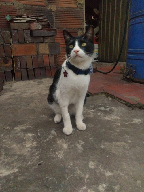 Apolo