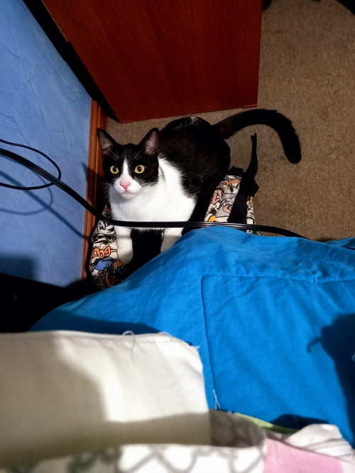 Apolo
