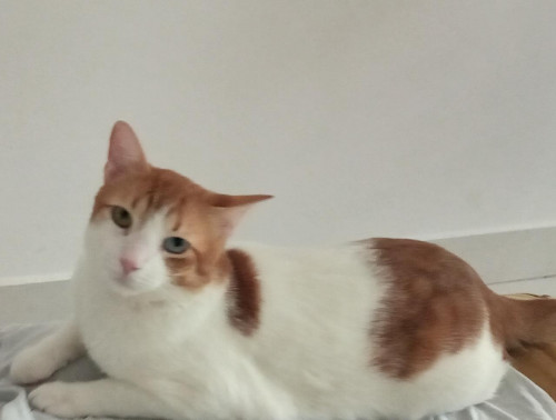 Mr. Miau