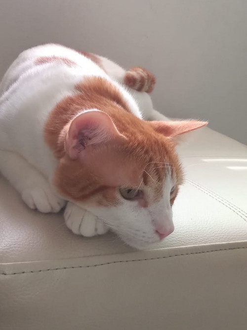 Mr. Miau