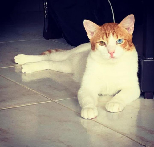 Mr. Miau