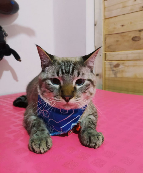Mambo 