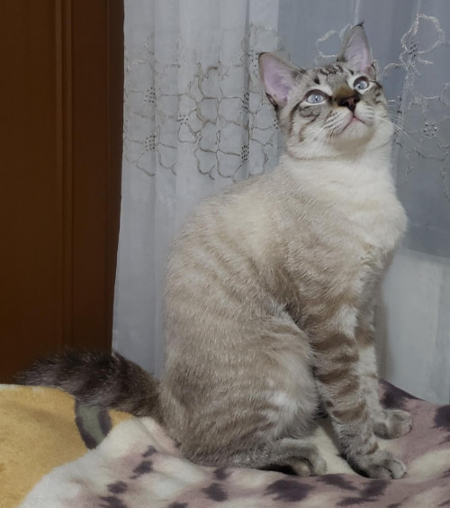 Mambo 