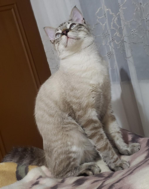 Mambo 