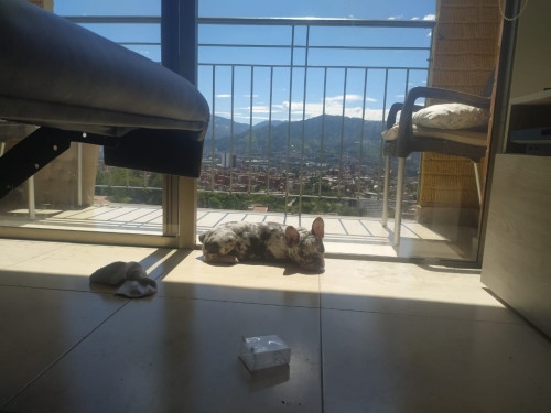 Ramona
