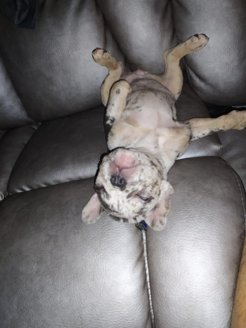 Ramona