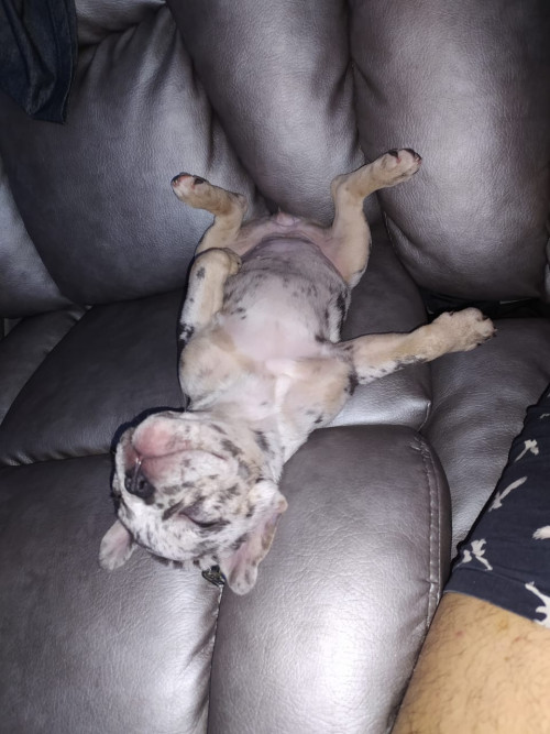 Ramona