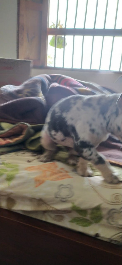 Ramona