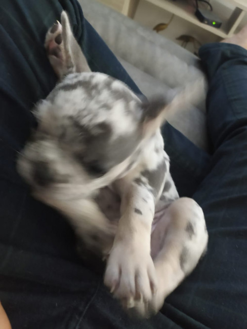 Ramona